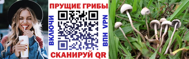 дарнет шоп  mega сайт  Галлюциногенные грибы Psilocybe  Высоковск 
